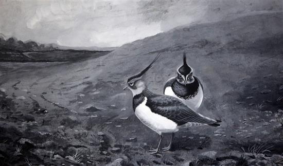 Archibald Thorburn (1860-1935) Lapwings in a landscape 10.5 x 18in.